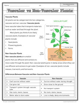 NEW 2022 Curriculum! Ontario Grade 6 - Science - Full Year Bundle - GOOGLE/PDF