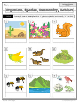 NEWLY UPDATED - 2022 Curriculum! Ontario Grade 4 Science Bundle - GOOGLE/PDF